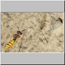 Philanthus triangulum - Bienenwolf w18.jpg